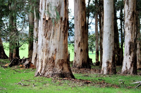 Treenbrook Cottages - Tourism Gold Coast 9