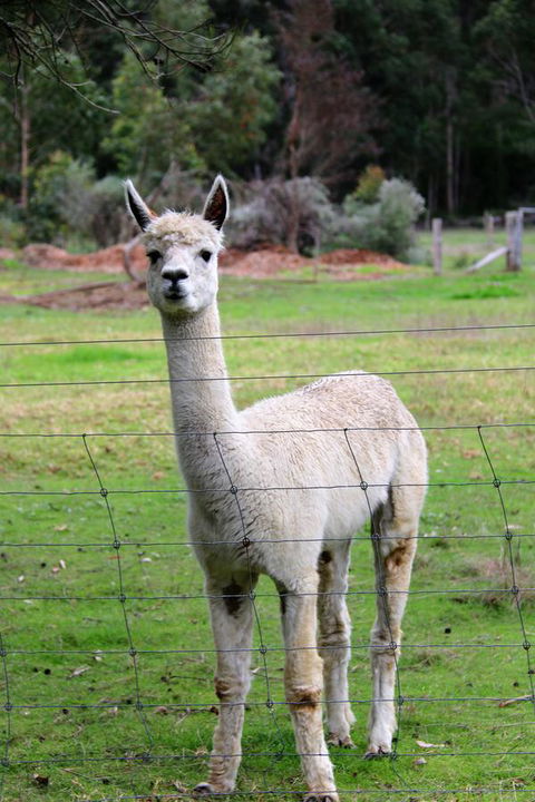 Treenbrook Cottages - Tourism Gold Coast 8