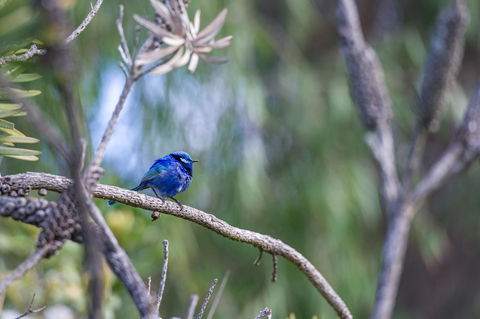 Surfside Ocean Beach Denmark Holiday Accommodation - Gold Coast 3