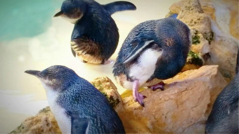 Island View Villas - Tourism Gold Coast 21