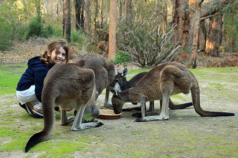 Yelverton Brook Conservation Sanctuary - Tourism Gold Coast 5