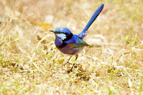 Yelverton Brook Conservation Sanctuary - Tourism Gold Coast 23