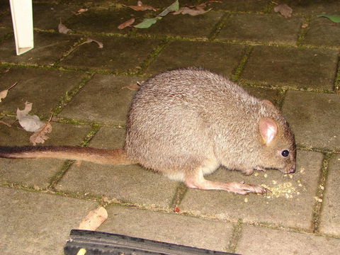 Yelverton Brook Conservation Sanctuary - Tourism Gold Coast 37