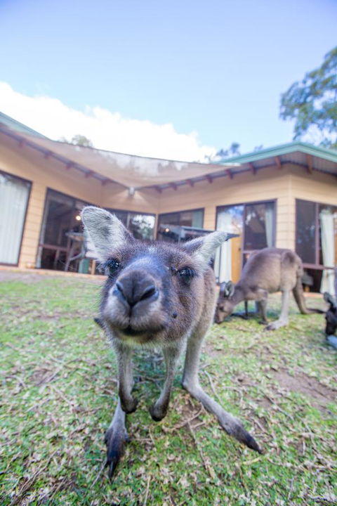 Yelverton Brook Conservation Sanctuary - Tourism Gold Coast 17
