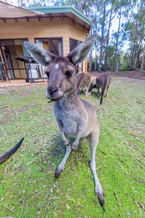Yelverton Brook Conservation Sanctuary - Tourism Gold Coast 0