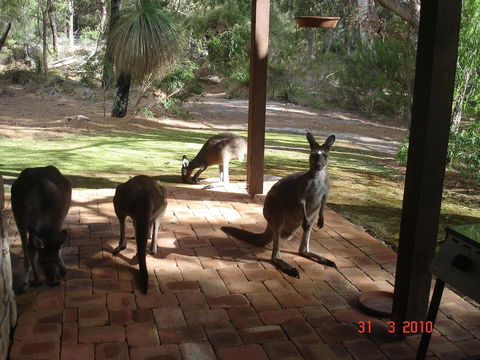 Yelverton Brook Conservation Sanctuary - Tourism Gold Coast 22