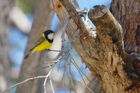 Yelverton Brook Conservation Sanctuary - Tourism Gold Coast 35