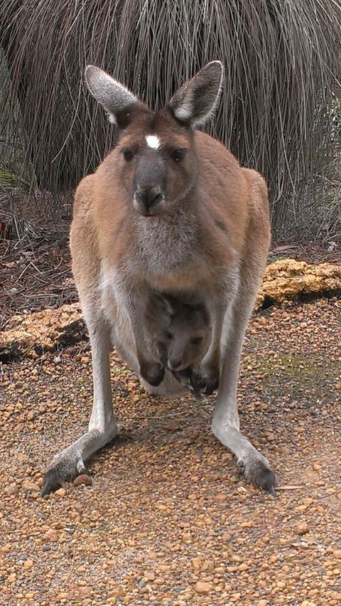 Yelverton Brook Conservation Sanctuary - Tourism Gold Coast 27