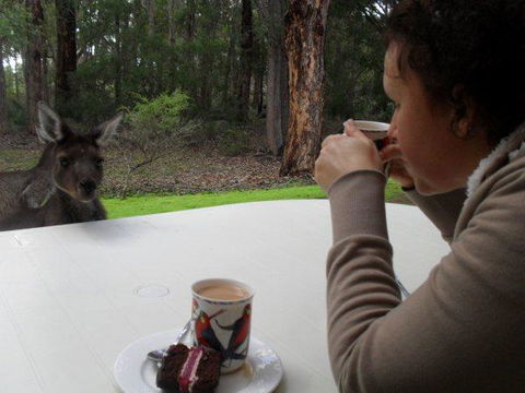 Yelverton Brook Conservation Sanctuary - Tourism Gold Coast 44