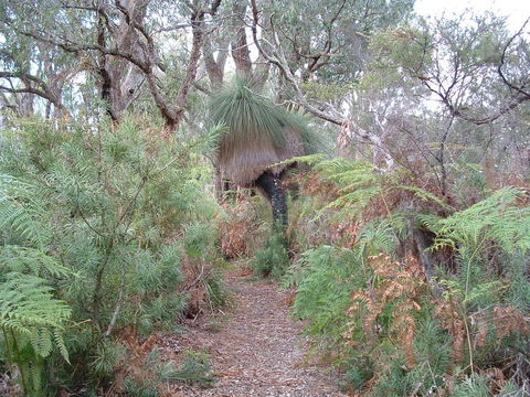 Yelverton Brook Conservation Sanctuary - Tourism Gold Coast 41