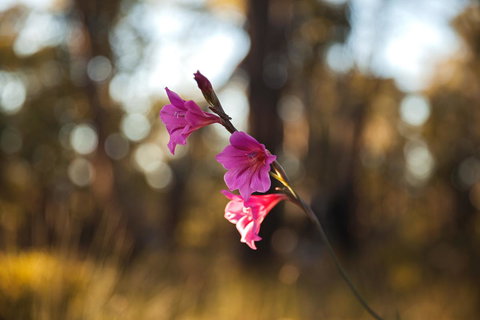 Amaroo Retreat & Spa - Gold Coast 14