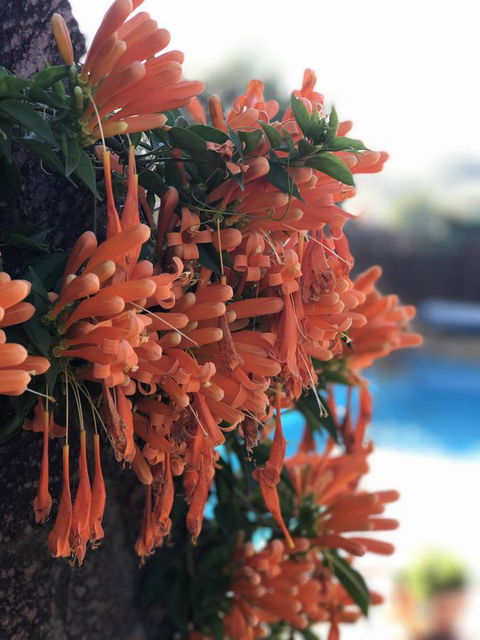 Swan Valley Rest Cottage - Tourism Gold Coast 23