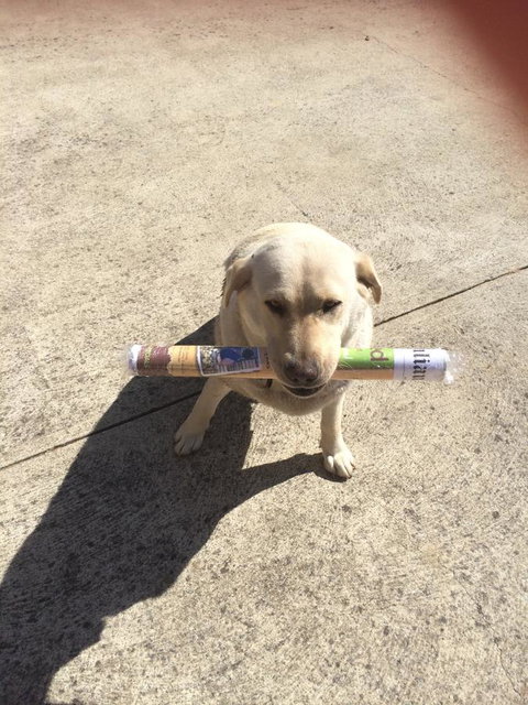 Nivalis Bed And Breakfast - Gold Coast 6