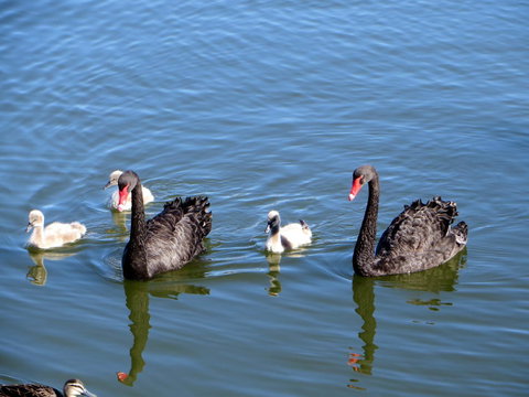 Yunderup Kannie Kottage - Gold Coast 3