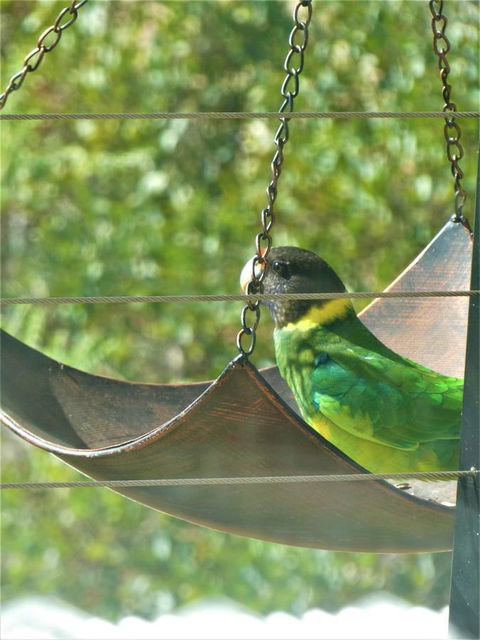 Treetops Cottage - Tourism Gold Coast 29