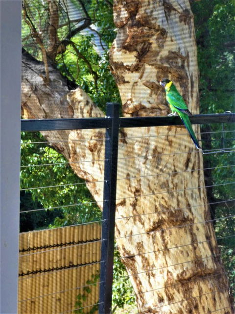 Treetops Cottage - Tourism Gold Coast 27