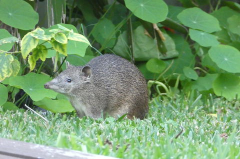 Treetops Cottage - Tourism Gold Coast 25