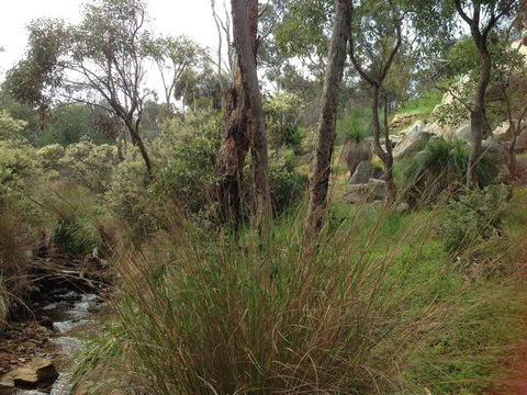 Treetops Cottage - Tourism Gold Coast 24
