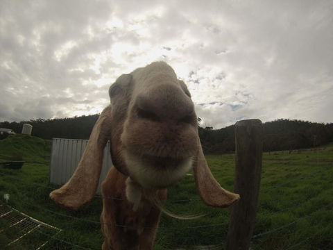Tanen Farm - Tourism Gold Coast 7