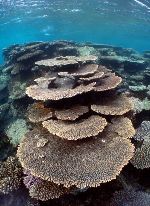 Ningaloo Coral Bay â€“ Bayview - Tourism Gold Coast 6