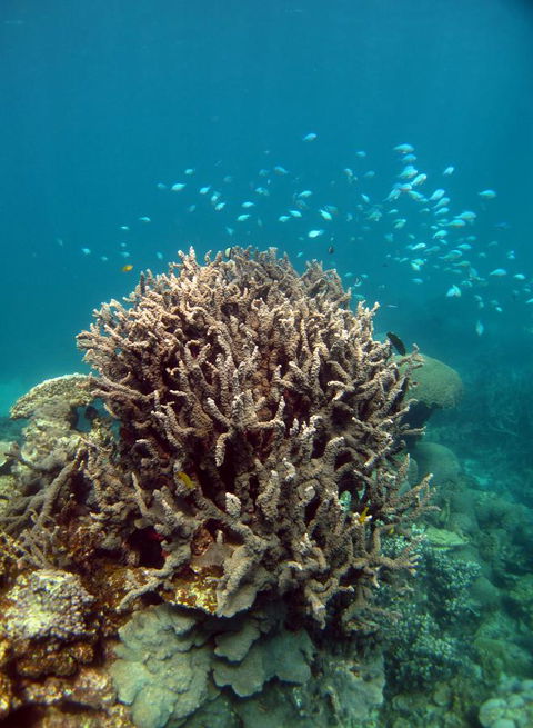 Ningaloo Coral Bay â€“ Bayview - Tourism Gold Coast 7