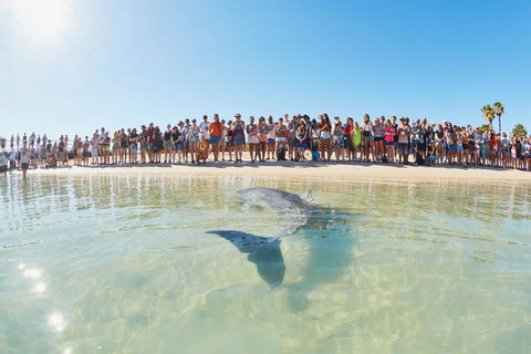 RAC Monkey Mia Dolphin Resort - Tourism Gold Coast 3