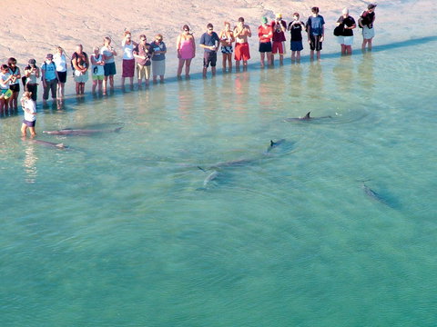 RAC Monkey Mia Dolphin Resort - Tourism Gold Coast 4