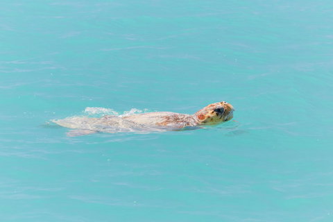 RAC Monkey Mia Dolphin Resort - Tourism Gold Coast 20