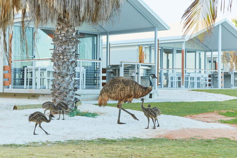 RAC Monkey Mia Dolphin Resort - Tourism Gold Coast 15