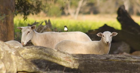 SilverSprings Spa Retreat Pet Friendly Cottages And Glampings - Tourism Gold Coast 1