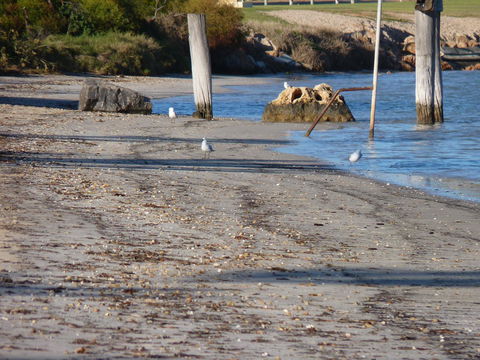 Leander Reef Holiday Park - Tourism Gold Coast 6