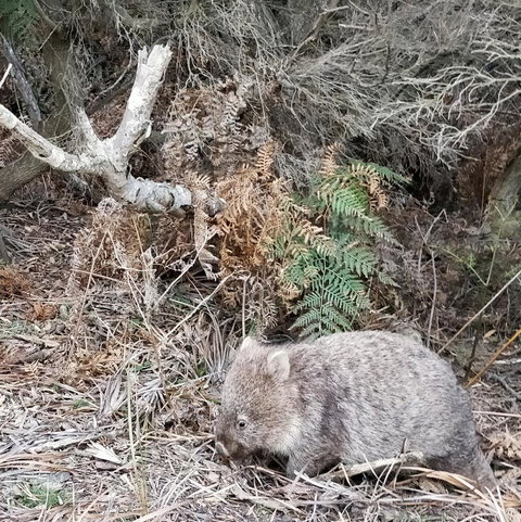 Aplite House - Gold Coast 35