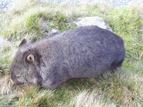 Robin\'s Nest B&B - Gold Coast 19