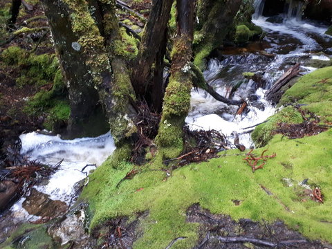 Robin\'s Nest B&B - Gold Coast 27