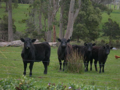 Platypus Park Country Retreat - Tourism Gold Coast 25