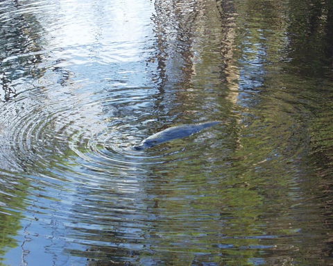Platypus Park Country Retreat - Tourism Gold Coast 32
