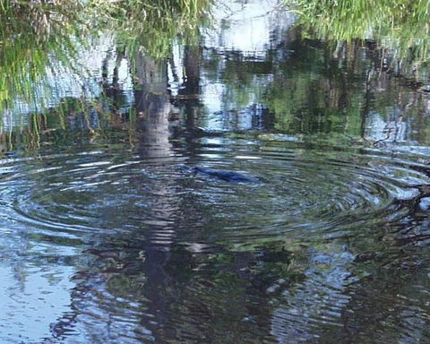 Platypus Park Country Retreat - Tourism Gold Coast 33