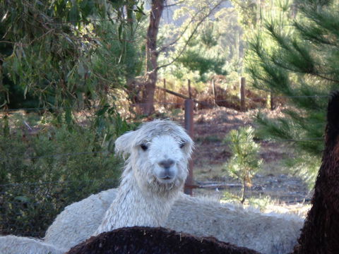 Post House Cottage - Tourism Gold Coast 21