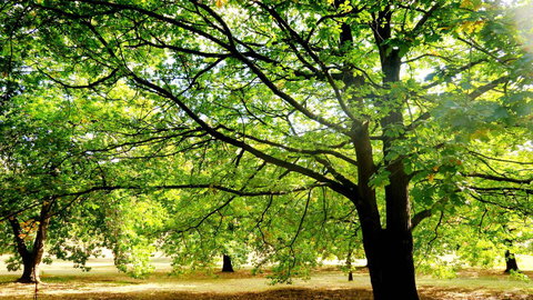 New Norfolk Junction Motel - Gold Coast 25