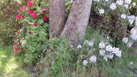 Karoola Cottage Self Contained - Gold Coast 16