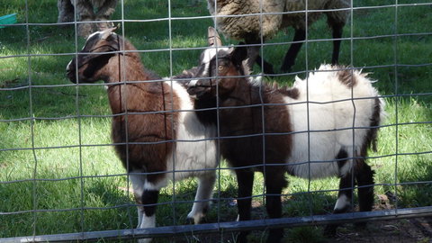 Karoola Cottage Self Contained - Gold Coast 18