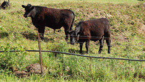 Karoola Cottage Self Contained - Gold Coast 15