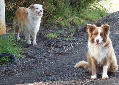 Karoola Cottage Self Contained - Gold Coast 14