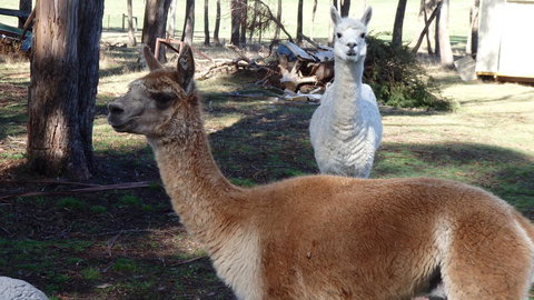 Karoola Cottage Self Contained - Gold Coast 26