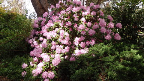 Karoola Cottage Self Contained - Gold Coast 13