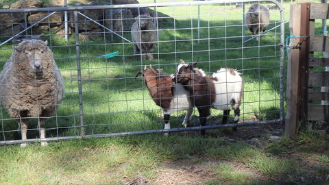 Karoola Cottage Self Contained - Gold Coast 12