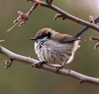 Free Spirit Pods - Tourism Gold Coast