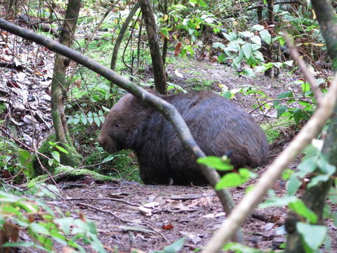Paradiso Kinglake - Tourism Gold Coast 2