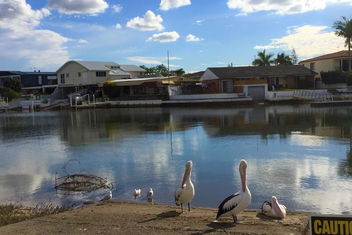 Pelican Cove Apartments with Tourism Gold Coast