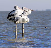 Pelican Perch Retreat - Tourism Gold Coast